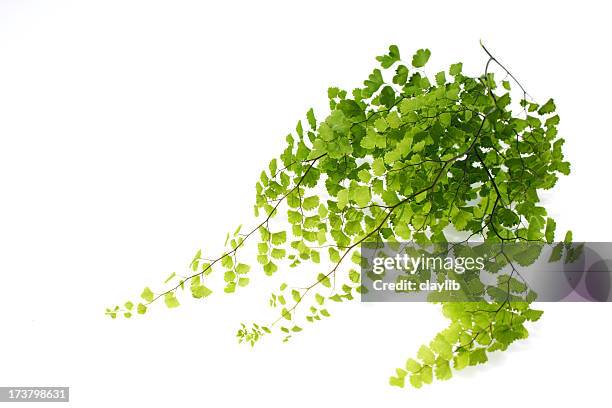 saubere grün fern - farn stock-fotos und bilder