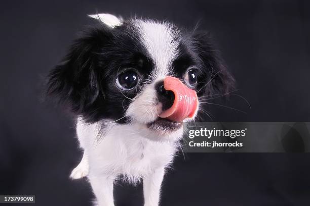 japanese chin licking nose - candy on tongue stock pictures, royalty-free photos & images