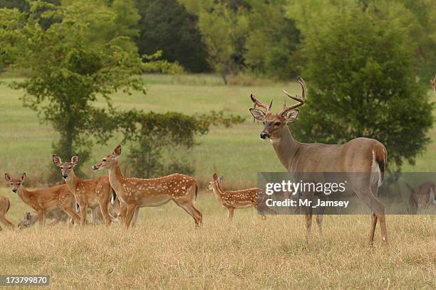 white-tailed buck und doe - concept does not exist stock-fotos und bilder