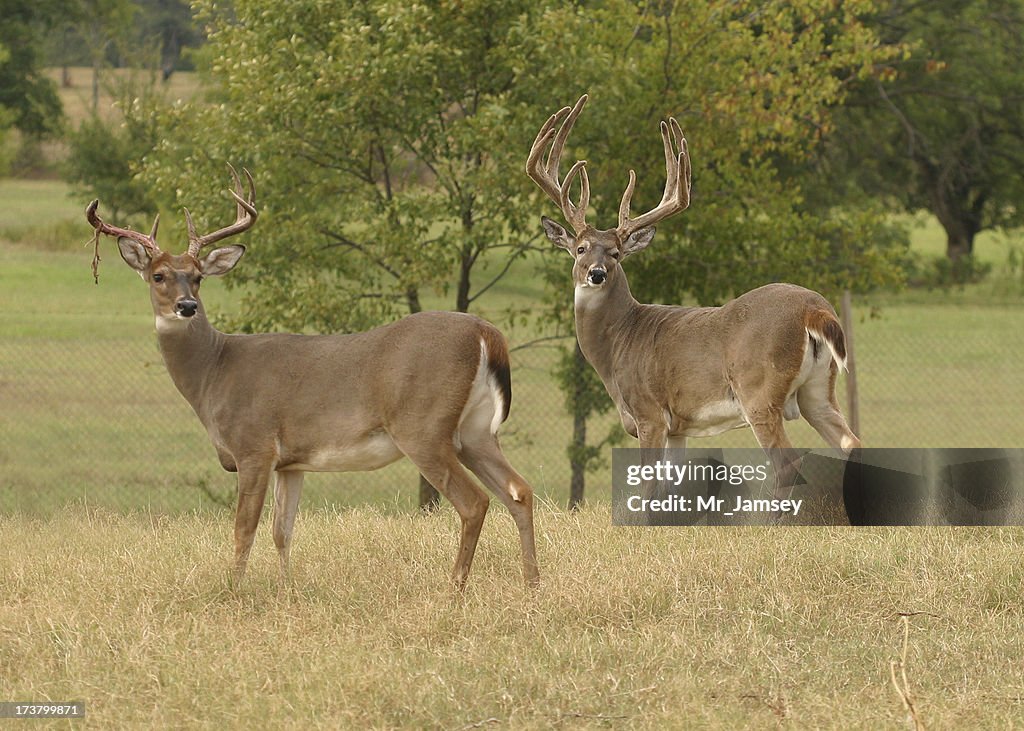 Two White-tailed Bucks