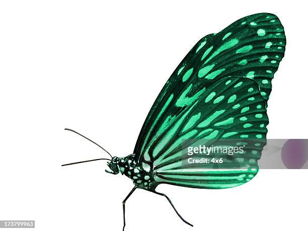 beautiful butterfly - butterfly isolated stock pictures, royalty-free photos & images