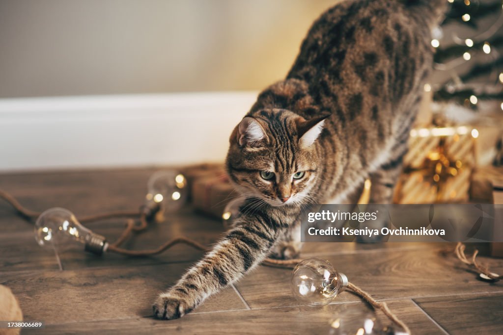 Tabby and happy cat. Christmas season 2024, new year, holidays and celebration