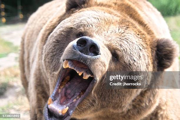 growling grizzly bear - bear stock pictures, royalty-free photos & images