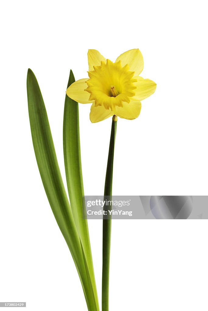 Daffodil Isolated