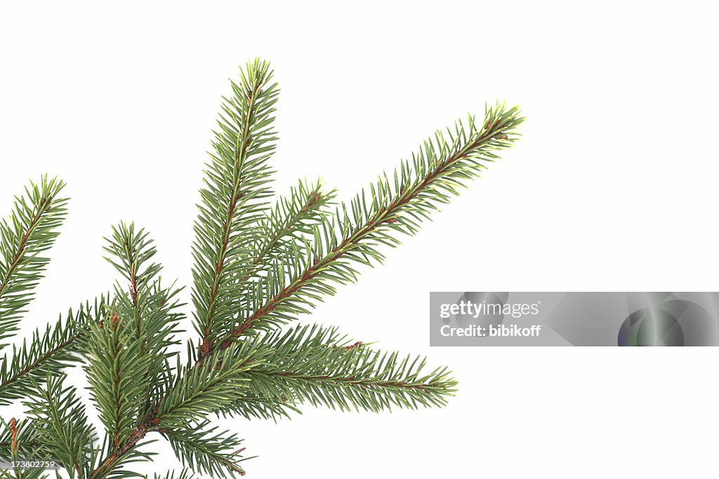 Fir branch