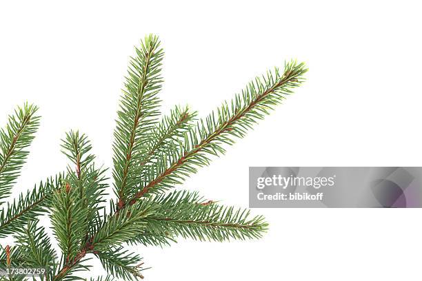 fir branch - spruce stock-fotos und bilder