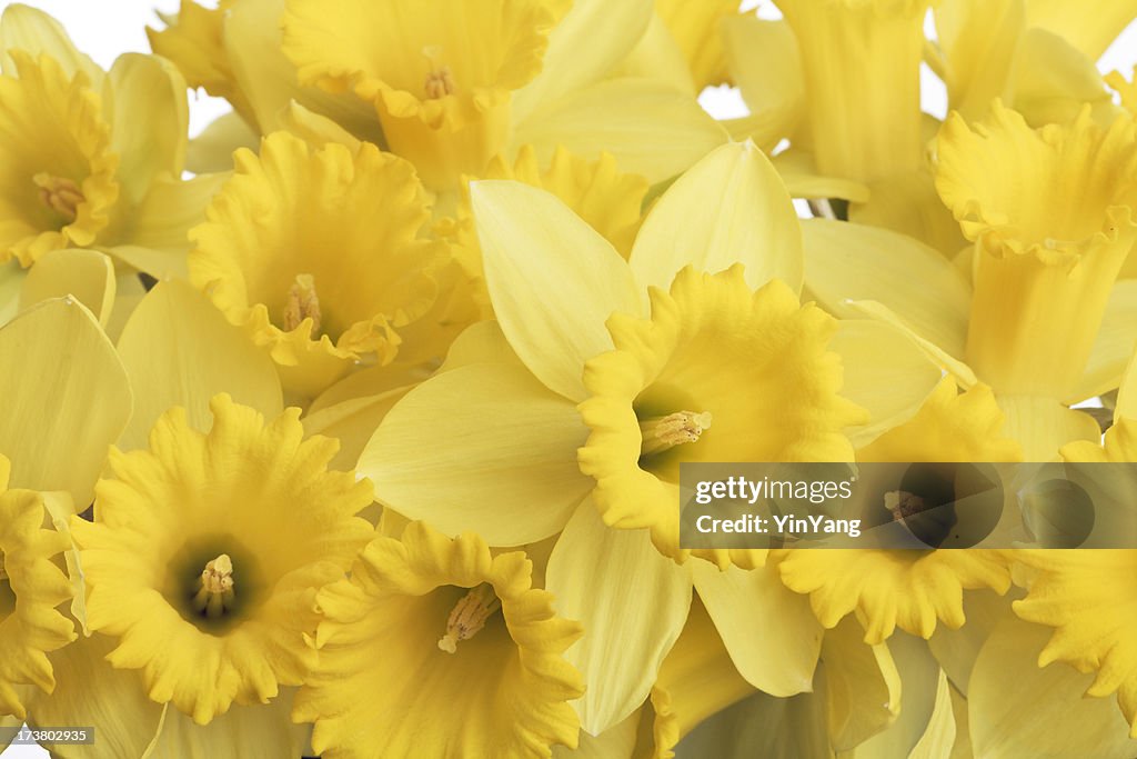 Spring Daffodils Bouquet of Yellow Flowers, Close-up