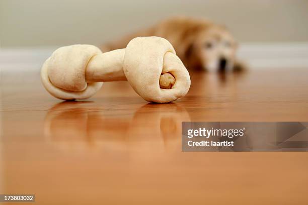 doggie want a bone. - dog with a bone stockfoto's en -beelden
