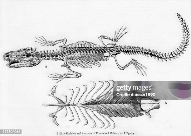 pike nosed caiman or alligator - caiman stock illustrations