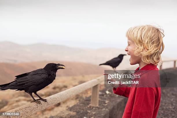 boy feeding crow on fence - white crow stock pictures, royalty-free photos & images