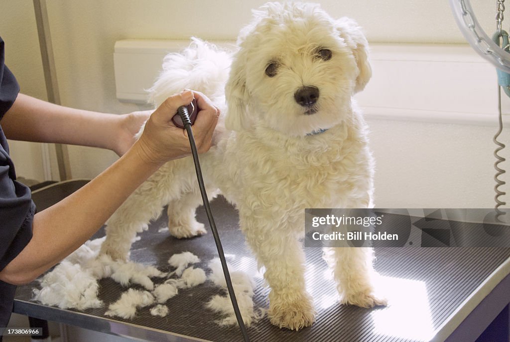 Groomer shaving terriers coat