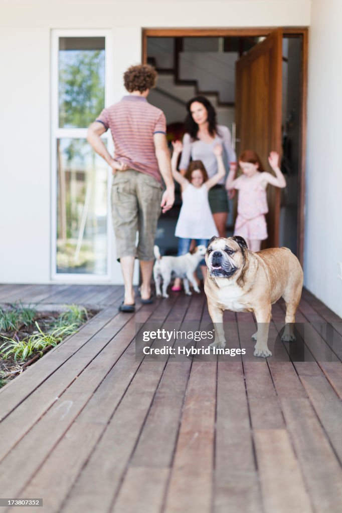 Dog standing on wooden patio