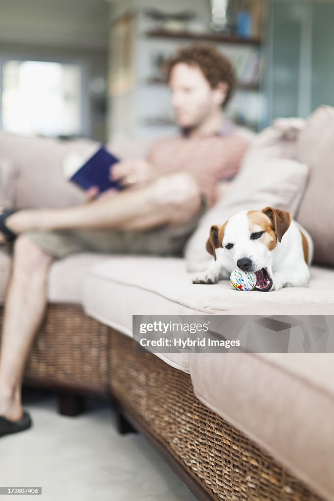 Dog chewing toy on sofa