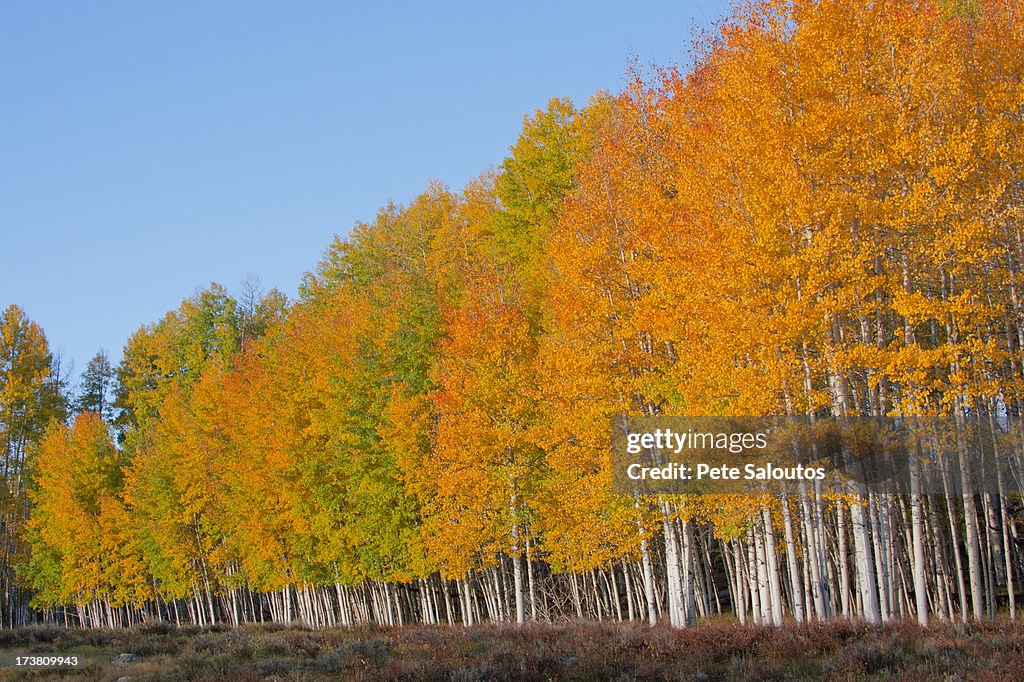 Yellow trees in rural landscape