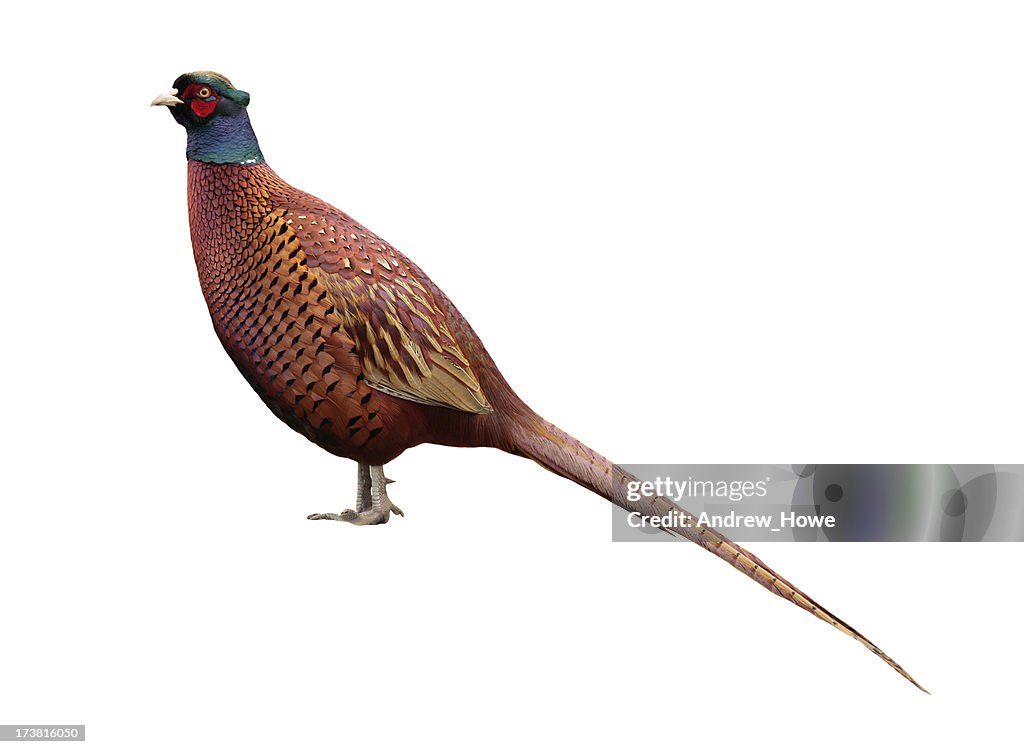 Pheasant (Phasianus colchicus)