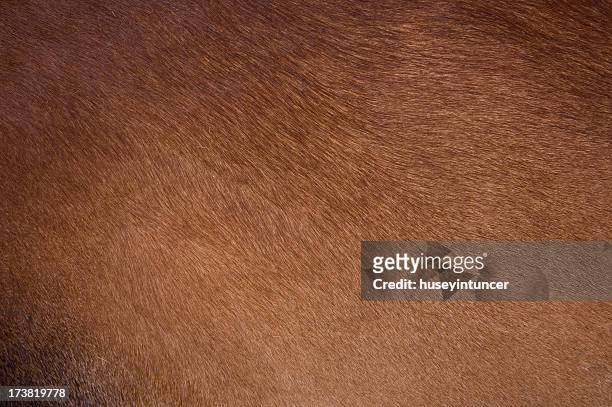 cow-mantel - hairy man stock-fotos und bilder