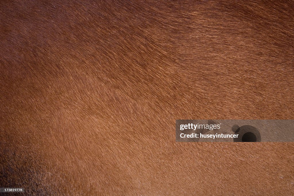 Clean brown coat of hair on a cow