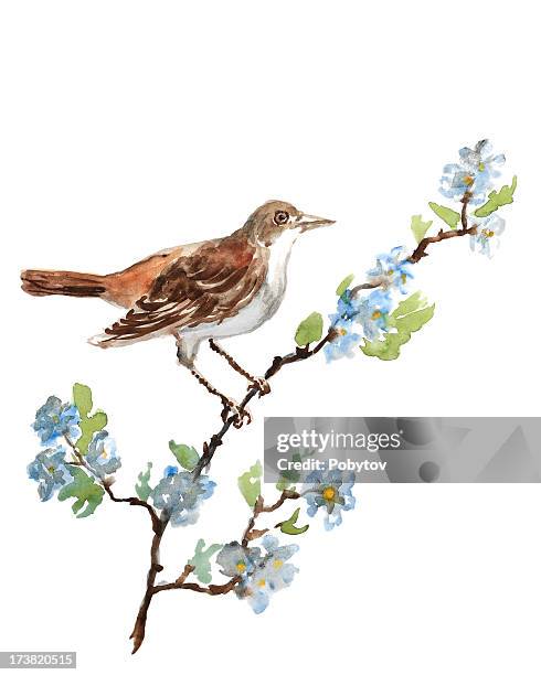 nightingale - japanese tree drawing stock illustrations