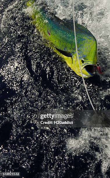 dorado caught game fishing in the tropics - big game fishing bildbanksfoton och bilder