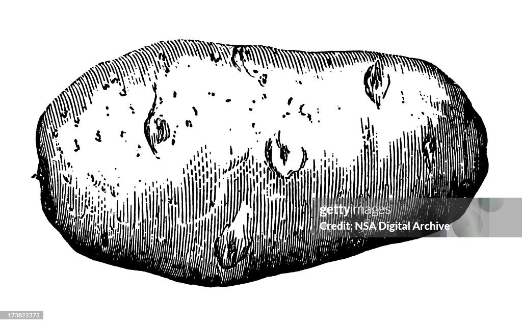 Vector R Stock Potato Potato High-Res Vector Graphic - Getty Images