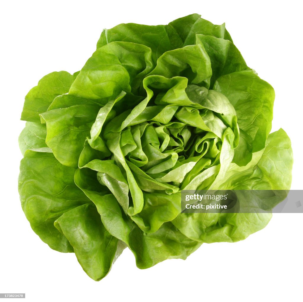 Butterhead lettuce