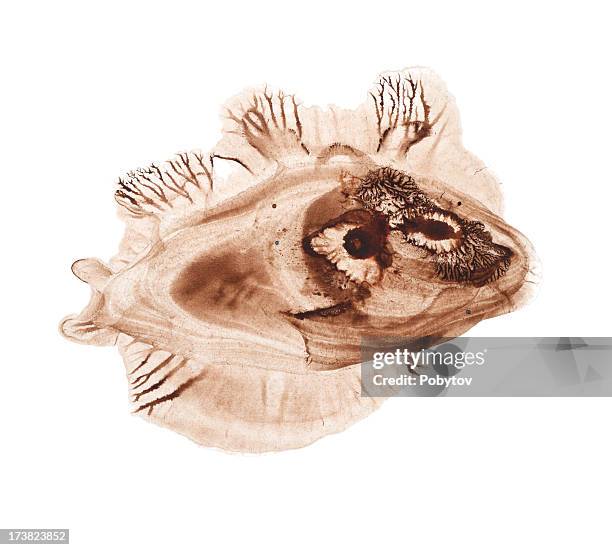 Blob-fish (out of water) Psychrolutes marcidus - Buy Royalty Free
