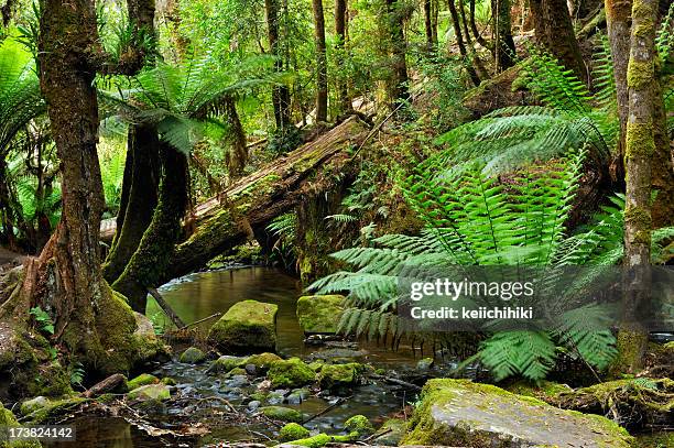 deep in the rainforest with ferns and stream - australian rainforest stock pictures, royalty-free photos & images