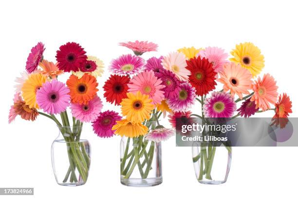 daisy bouquet - gerbera daisy fotografías e imágenes de stock