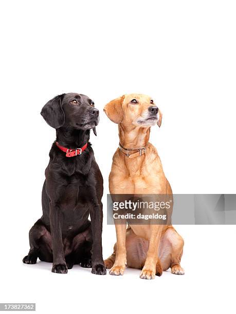 annie and jess - collar stock pictures, royalty-free photos & images
