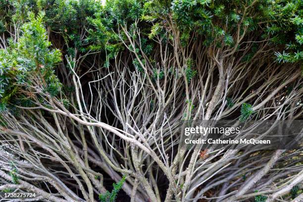 18 Anatomy Of Woody Roots Stock Photos, High-Res Pictures, and Images ...