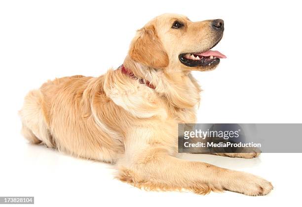 golden retriever - dog looking up isolated stock pictures, royalty-free photos & images
