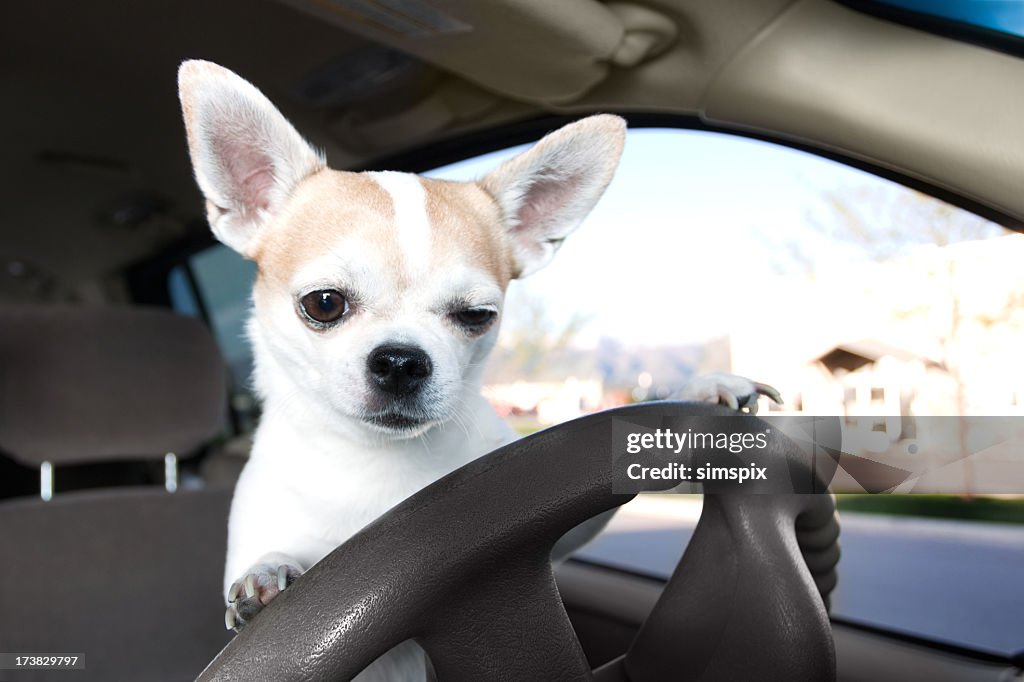 Chihuahua en voiture