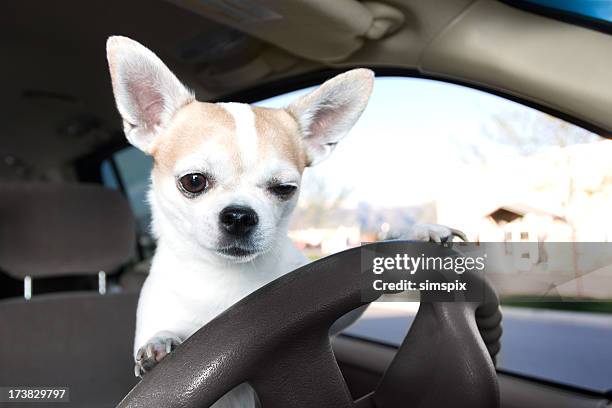 white and tan chihuahua on the car driver's steering wheel - street racing stock pictures, royalty-free photos & images