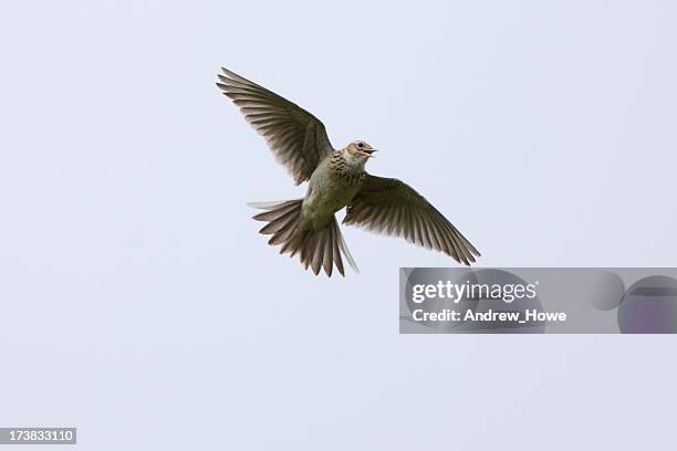 skylark (alauda arvensis) - bird singing stock pictures, royalty-free photos & images