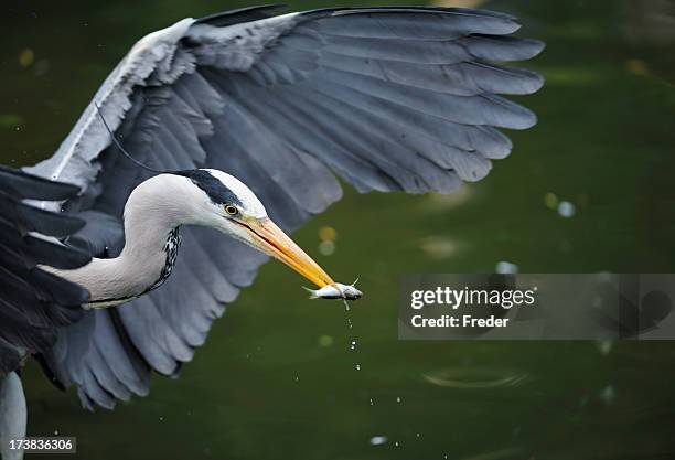 gray heron with fish - gray heron stock pictures, royalty-free photos & images