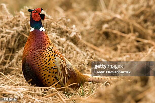 faisán común (phasianus colchicus) - faisán ave de caza fotografías e imágenes de stock