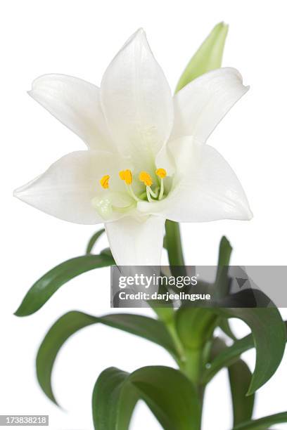 easter lily - easter lily stock pictures, royalty-free photos & images