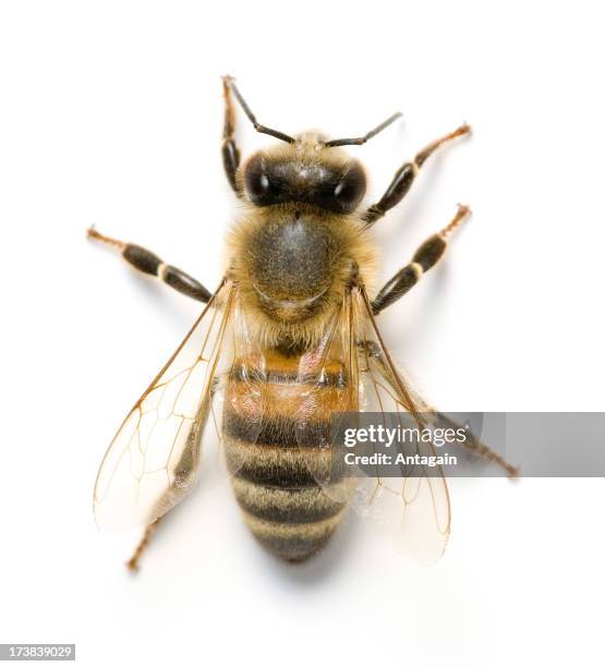 bee - honey bee stock pictures, royalty-free photos & images