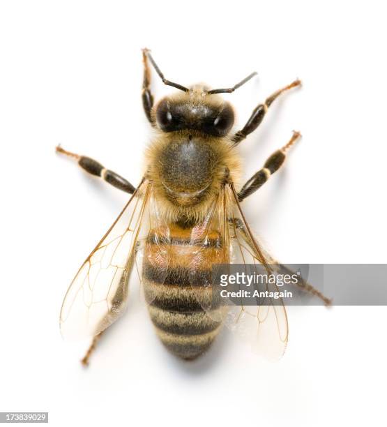 abelha - bees - fotografias e filmes do acervo