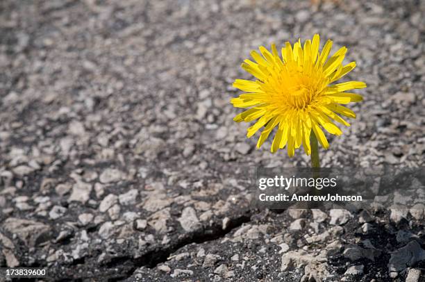 dandelion - dandelion stock pictures, royalty-free photos & images