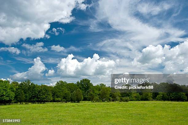 bright country sky in spring - treelined stock pictures, royalty-free photos & images