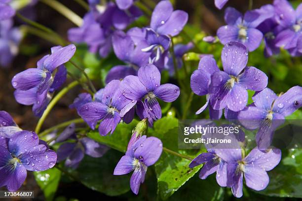 violets - purple flowers stock pictures, royalty-free photos & images