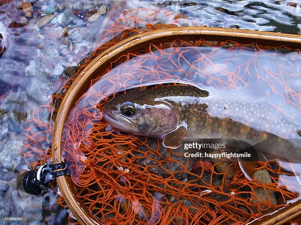 Small char in the fishing net