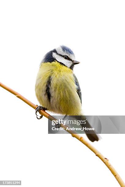 blue tit (cyanistes caeruleus) - tits stock pictures, royalty-free photos & images