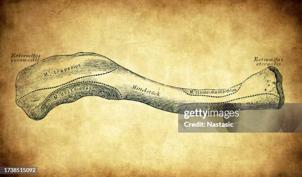 clavicle - clavicle stock illustrations
