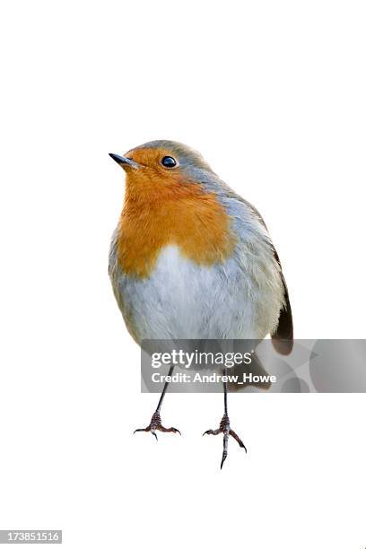 robin (erithacus rubecula) - rouge gorge photos et images de collection