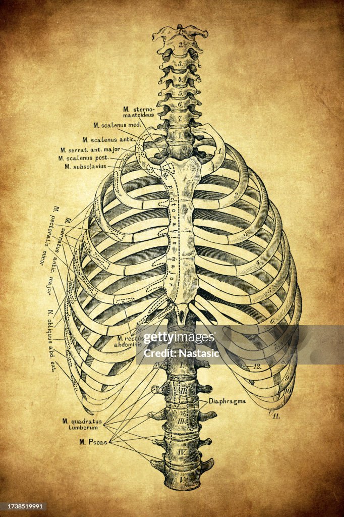 Primate Rib Cae Rib Cage And Spine High-Res Vector Graphic - Getty Images