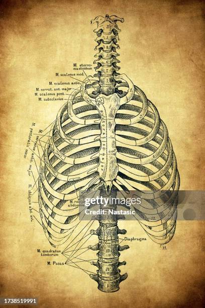 Back Rib Layout 102 Diagram Of Rib Cage Stock Photos, High-Res Pictures, and Images ...