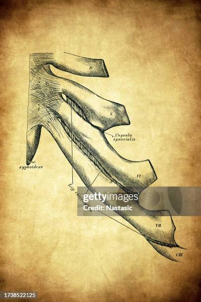 Free Rib Joint 1,173 Rib Joint Stock Photos, High-Res Pictures, and Images - Getty Images