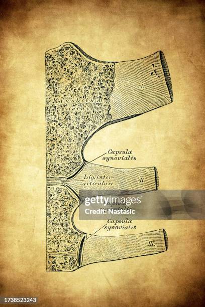 Joints Between Ribs And Sternum High-Res Vector Graphic - Getty Images